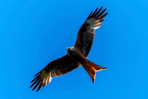 A red kite gliding through the bright blue sky, Red kite, (Milvus milvus) wildlife, Germany