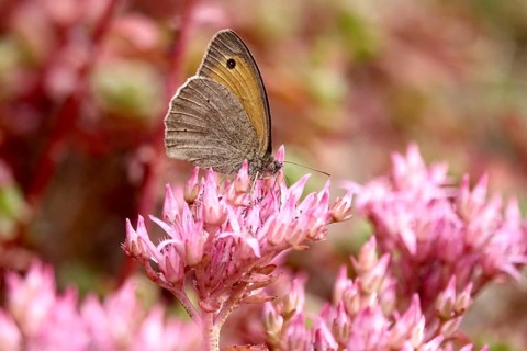 Meadow Brown, July, Germany