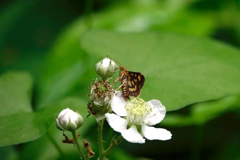 Pyrausta purpuralis, July, Germany