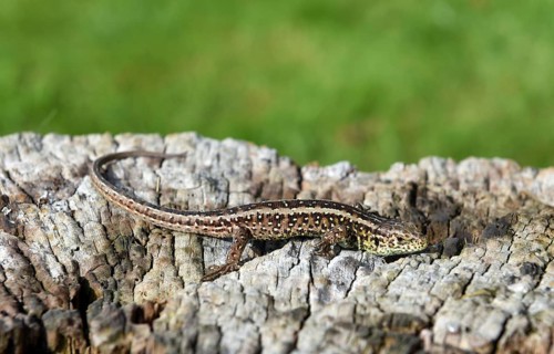 Forest lizard on old tree trunk, dead wood, Schleswig-Holstein, Germany
