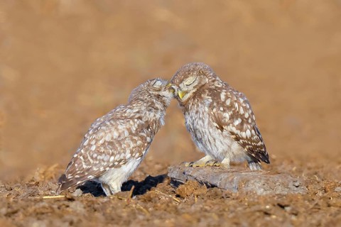 Little owl (Athene noctua) Two young birds sitting on the ground, grooming, cuddling, endangered