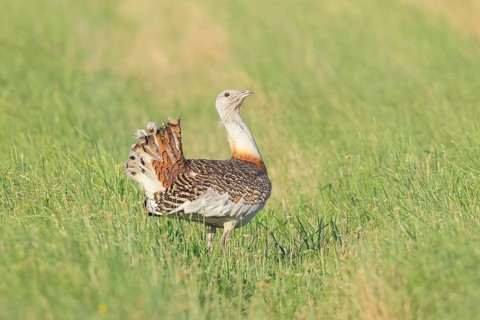 Great Bustard (Otis tarda), steppe bird, extremely rare bird species, threatened with extinction,