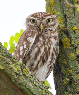Little owl (Athene noctua) adult bird sitting in a tree, endangered bird species in Central Europe,