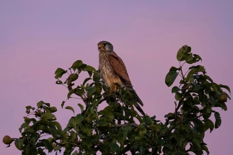 A Common Kestrel sits in an apple tree near Frankfurt am Main at dusk in the evening and observes