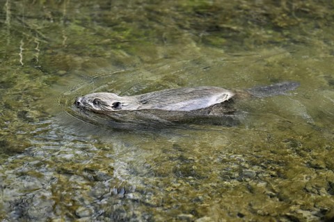 Eurasian beaver, European beaver (Castor fibre), swimming in a stream, Canton Zug, Switzerland