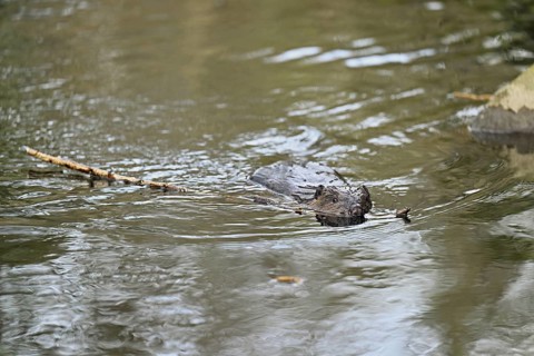 Eurasian beaver, European beaver (Castor fibre), swimming in a stream with a branch in its mouth,