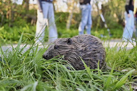 People watching a Eurasian beaver, European beaver (Castor fibre), eating grass in a meadow, Canton