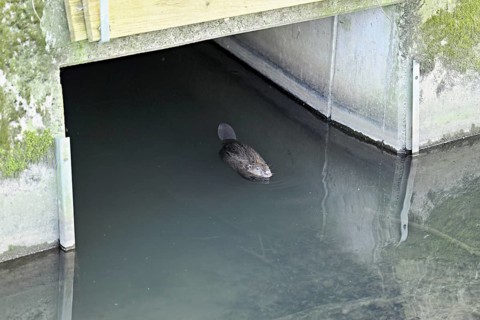 Eurasian beaver, European beaver (Castor fibre), swimming under a bridge, Canton Zug, Switzerland