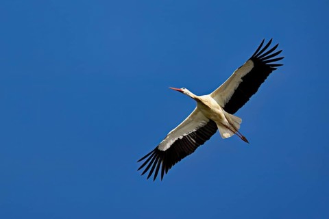 White stork (Ciconia ciconia), in flight, Canton Aargau, Switzerland