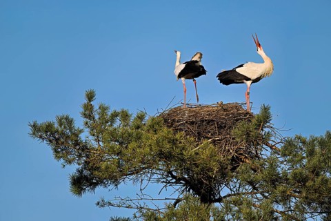 White storks (Ciconia ciconia), mating pair standing on eyrie, Canton Aargau, Switzerland