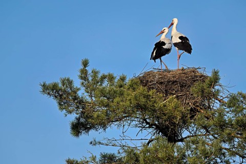 White storks (Ciconia ciconia), pair standing on eyrie, Canton Aargau, Switzerland