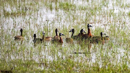 Widow-whistling goose (Dendrocygna viduata), group in the water, Okavango Delta, Moremi Game