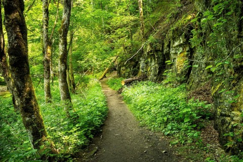 Hiking trail in the forest. Wutach Gorge, Upper Black Forest, Baden-Württemberg, Germany