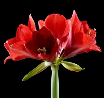 Amaryllis blossoms (Hippeastrum striatum)