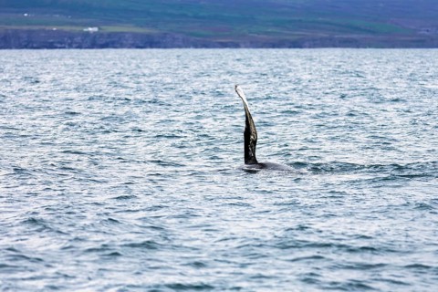 Humpback whale (Megaptera novaeangliae) swimming at the surface, pectoral fin, whale watching in