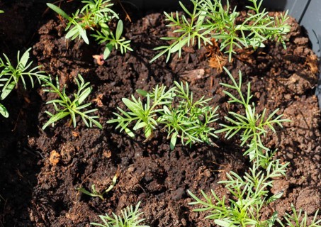 Ornamental basket 'Sensation Mix' (Cosmos bipinnatus), seven weeks after sowing, top view, North