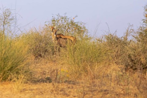 Nilgau antelope cows (Boselpahus tragocamelus) in the Thar Desert or Great Indian Desert, near