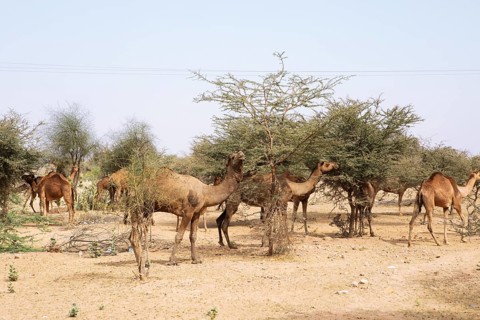 Dromedaries (Camelus dromedarius) feeding on trees in the Thar Desert or Great Indian Desert, near