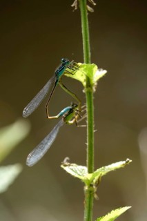 Two dragonflies on a lake shore, July, Germany