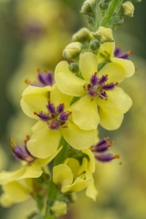 Dark mullein (Verbascum nigrum), Emsland, Lower Saxony, Germany
