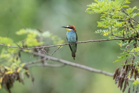 Bee-eater (Merops apiaster), Rhineland-Palatinate, Germany