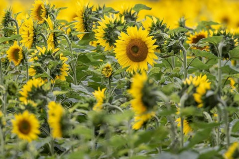 Sunflowers (Helianthus annuus), Emsland, Lower Saxony, Germany