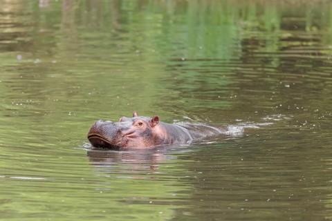 An adult hippopotamus (Hippopotamus amphibius) swimming in a river