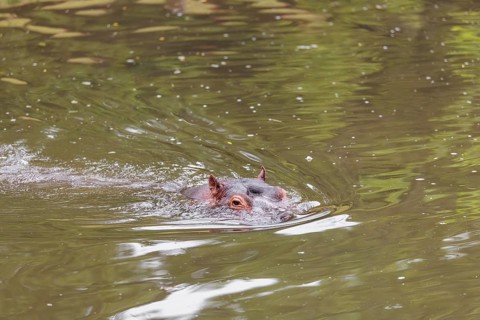 An adult male hippopotamus (Hippopotamus amphibius) shows aggression and defends its territory