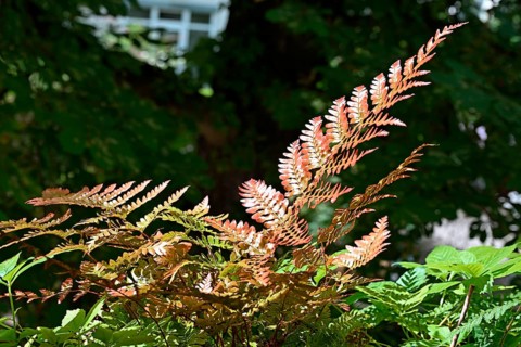 Red veil fern (Dryopteris erythrosora)