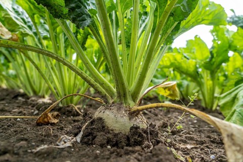 Sugar beet in a field, still growing, west of Kerken, on the Lower Rhine, North Rhine-Westphalia,