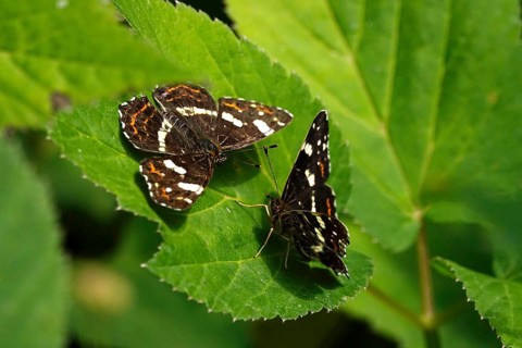 Map Butterfly (Araschnia levana, July, Saxony, Germany