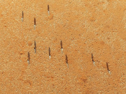Gemsbok (Oryx gazella). Roaming an arid plain at the edge of the Namib Desert. Aerial view. Drone