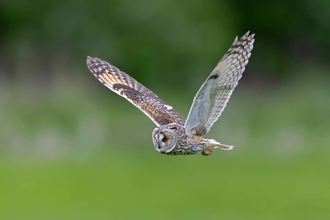 Long-eared owl (Asio otus) in flight over grassland at forest edge, hunting for rodents like mice