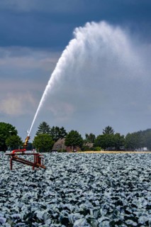 Agriculture, artificial irrigation of a field, irrigation system, cabbage cultivation, red cabbage,