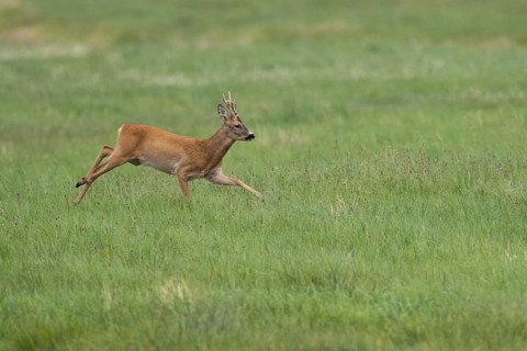 Roebuck (Capreolus capreolus), Mecklenburg-Western Pomerania, Müritz region, Germany