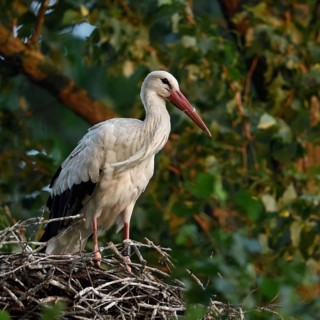 High up in the poplars... White stork (Ciconia ciconia) on its nest in a tree, young adult bird