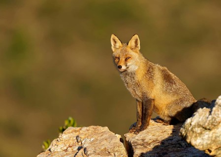 Red fox (Vulpes vulpes) in early morning light on a rock, Sierra de San Pedro, Extremadura, Spain