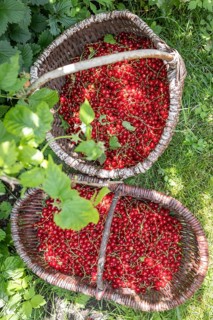 Two baskets of redcurrants or currants, Ribes Rubum, Upper Bavaria, Bavaria, Germany