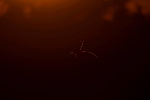 European brown hare (Lepus europaeus) adult animal rim lit from backlighting in a farmland field at