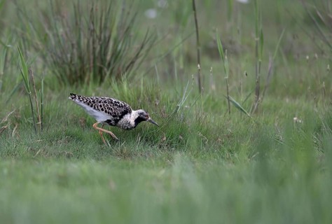 Ruff (Philomachus pugnax) in a meadow, Texel, North Holland, Netherlands
