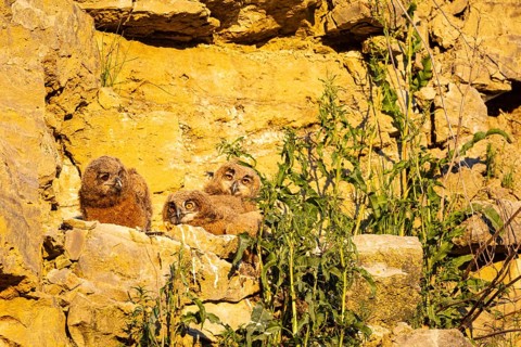 Eurasian Eagle-owl (Bubo bubo) chicks in the nest hollow Germany