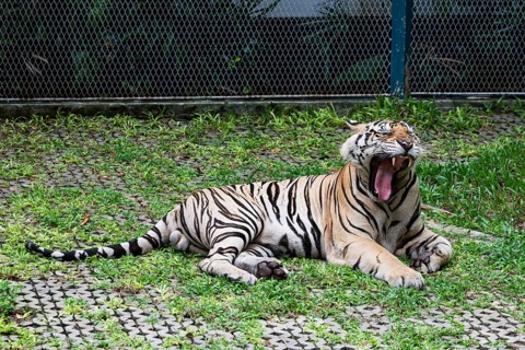 Tiger (Panthera tigris) Pattaya Thailand