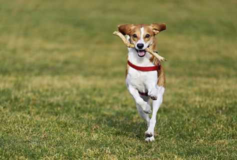 Beagle with branch in mouth jumps across meadow, Switzerland