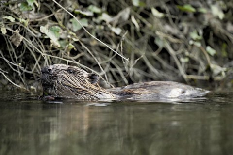 Eurasian beaver, European beaver (Castor fibre), swimming in a stream, Canton Zug, Switzerland