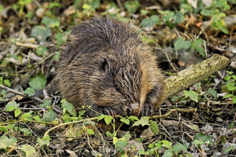 Eurasian beaver, European beaver (Castor fibre), eating leaves on the bank of a stream, Canton Zug,