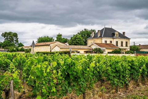 Vineyard of Chateau Pichon Longueville Baron Vineyard and grape fields around Pauillac, Bordeaux,