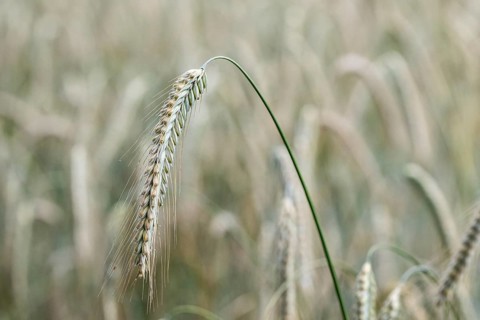 Triticale ears (triticale), Emsland, Lower Saxony, Germany