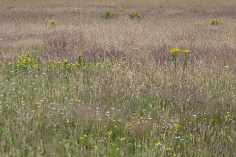 Meadow with ragwort (Senecio jacobaea), Emsland, Lower Saxony, Germany