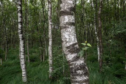 Birch quarry forest (Betula pendula), Emsland, Lower Saxony, Germany