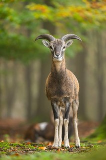 European mouflon (Ovis aries musimon) ram (male) standing in a forest in autumn, Bavaria, Germany